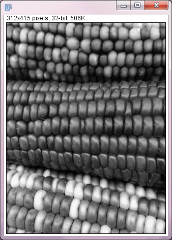 Corn image transposed in ImageJ2