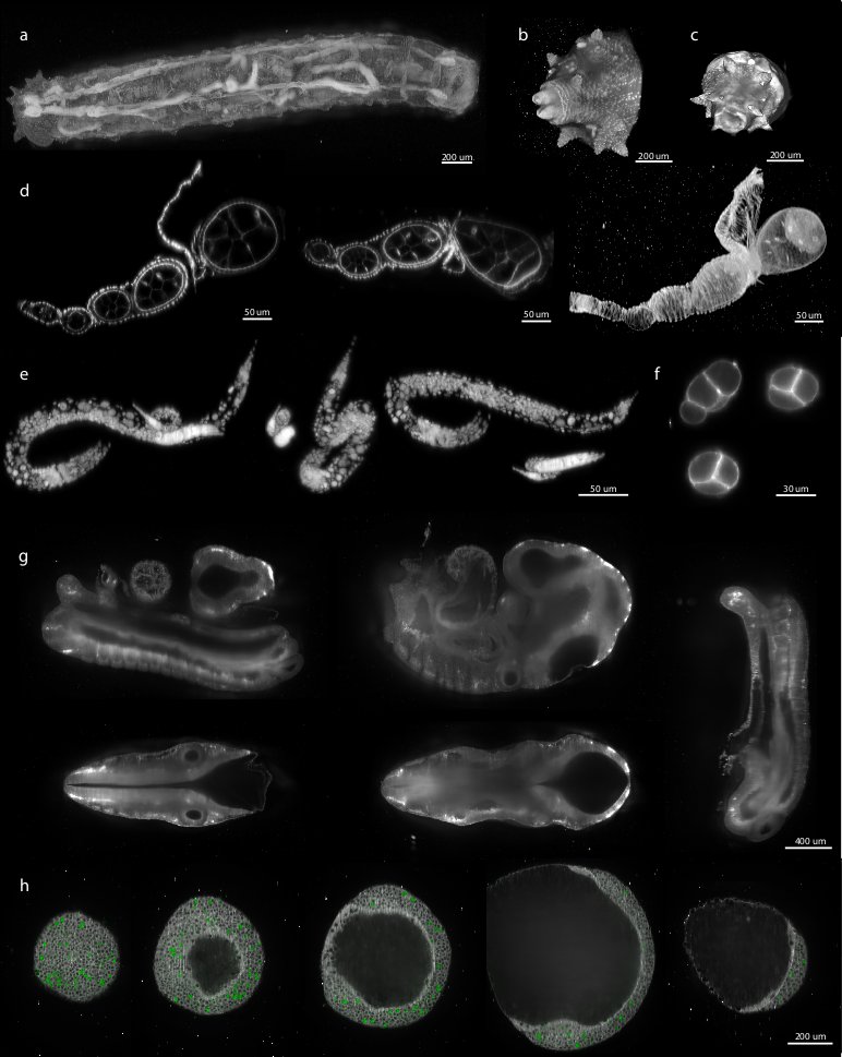 <b>Figure 6:</b> Examples of various reconstructed multi-view datasets