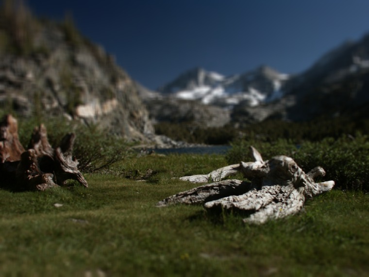 wood